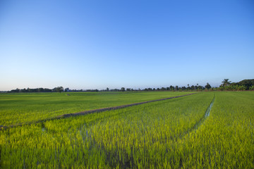 Morning field in countryside with huge sky