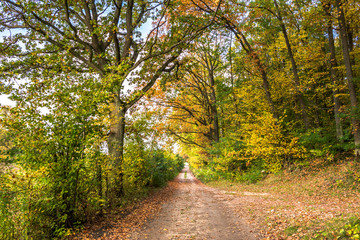 Scenic forest in autumn, landscape with path between trees with colorful leaves, nature colors at fall