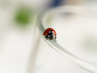Ladybug