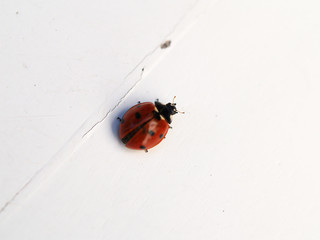Ladybug