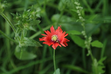 ragged leaf red poppy