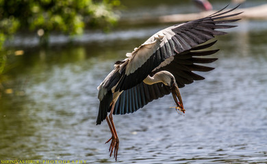 Just Flying 