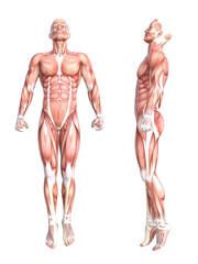 Conceptual anatomy healthy skinless human body muscle system set. Athletic young adult man posing for education, fitness sport, medicine isolated on white background. Biology science 3D illustration