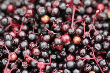 Makro: Nahaufnahme Holunderbeeren