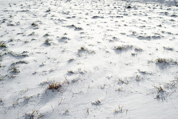Field in snow, background, winter texture