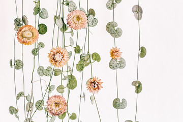 String of Hearts plant with dried pink flowers isolated on white background