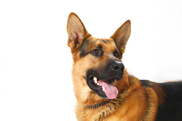 dog - shepherd dog on white background
