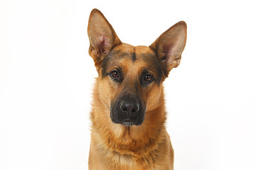 dog - shepherd dog on white background