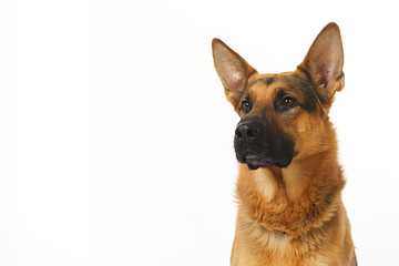 dog - shepherd dog on white background