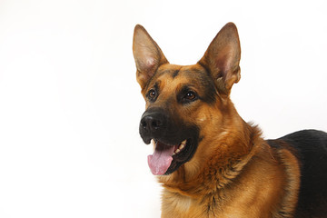 dog - shepherd dog on white background
