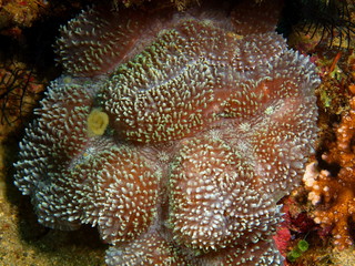 Stone coral