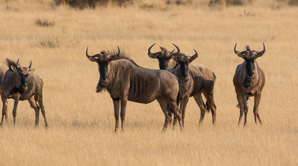 Blue wildebeest standing in deserted grass field in the karoo in South Africa 
