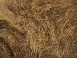 Macro close up dark brown messy dry hard fur Thai Siamese cat, dirty belly part, selective focus abstract background