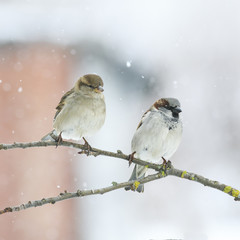 two funny little Sparrow sitting on a branch in winter Park during a snowfall