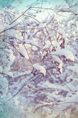 Winter forest