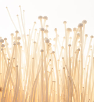 Enoki Mushrooms