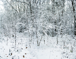 Snowfall in winter forest. A beautiful winter landscape