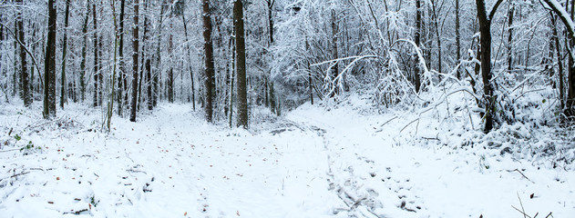 Snowfall in winter forest. A beautiful winter landscape