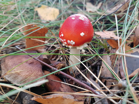 Close-up of the amanita in the autumn grass