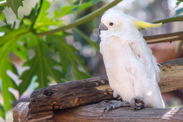 White Cockatoo on a tree branch with green leaf background. Portrait of cockatoo. Bird on a tree branch.