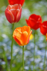 Obraz premium Beautiful spring tulips