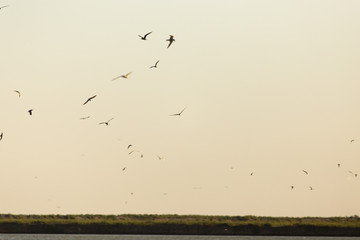 gulls in the sky above the lake at sunset