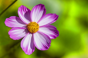 Obraz premium Flower With Wide Purple & White Petals Round Yellow Center Green Blurry Background
