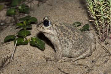 pelobates cultripes Pelobate cultripede