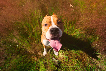 top view at American Staffordshire terrier sitting on a lawn