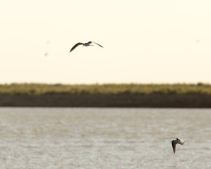 gulls in the sky above the lake at sunset
