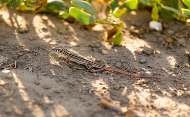 lizard on the ground in the wild