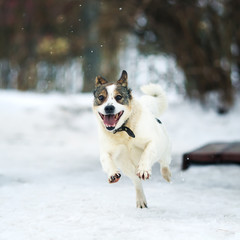 funny white dog fun running in the freezing snow in the winter