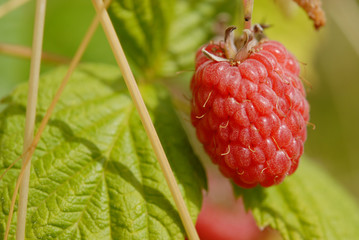 Summer raspberry - 177389742