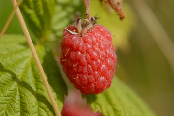 Summer raspberry - 177389764