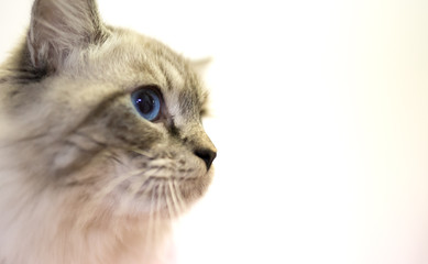 Portrait of a thoroughbred cat at the exhibition