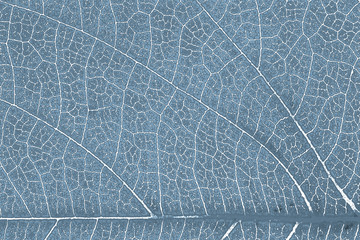 Leaf texture or leaf background for graphic website template. spring beauty. environment and ecology idea concept design. Color effect.