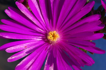 Macro flower - 177390131