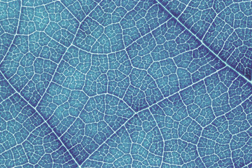 Leaf texture or leaf background for graphic website template. spring beauty. environment and ecology idea concept design. Color effect.