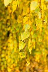 beautiful leaves on a tree in autumn
