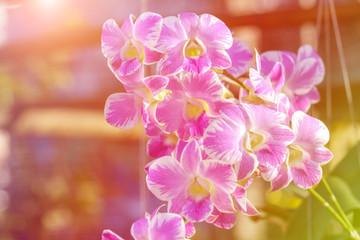 Fototapeta na wymiar Orchid flower in the garden at winter or spring day for postcard beauty and agriculture idea concept design. Orchids are export business products of Thailand that make a lot of money.