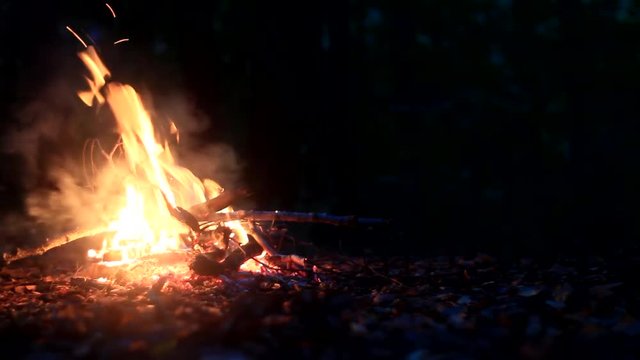 bonfire, forest