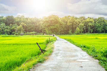 Fototapeta na wymiar road pass green rice field in to the forest rural countryside landscape in Thailand