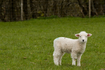 Fototapeta premium Lamb in field 