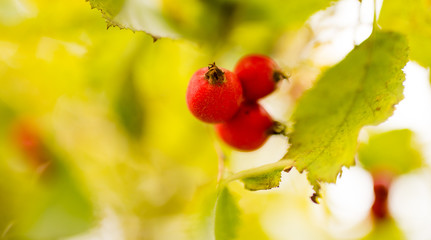 red berry hawthorn on nature