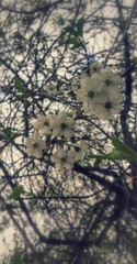 Flowering of cherry tree. white petals, green leaves and a net  of brown branches. The garden in the village.