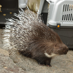 Indian crested porcupine (Hystrix indica), or Indian porcupine near Transport Crate. Moscow, Russia
