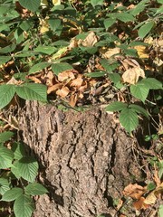 herbst