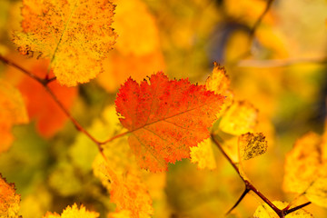 Naklejka na ściany i meble beautiful leaves on a tree in autumn
