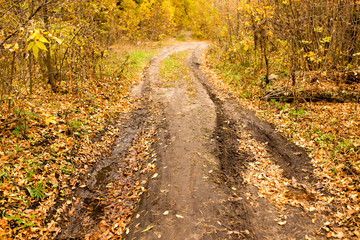 Fototapeta premium dirt road in the autumn