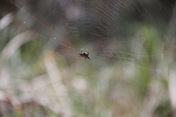 Spider on its web